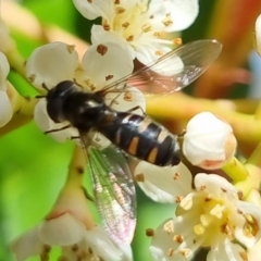 Melangyna viridiceps (Hover fly) at Bungendore, NSW - 3 Oct 2022 by clarehoneydove