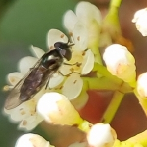 Melangyna viridiceps at Bungendore, NSW - 3 Oct 2022 03:21 PM