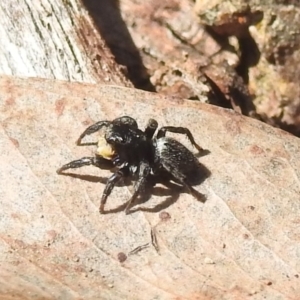 Salticidae sp. 'Golden palps' at Stromlo, ACT - 3 Oct 2022