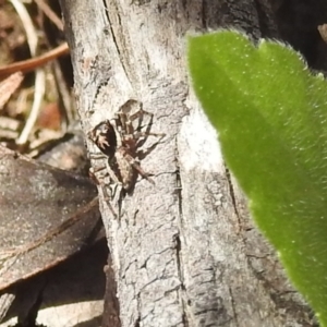 Salticidae sp. 'Golden palps' at Stromlo, ACT - 3 Oct 2022