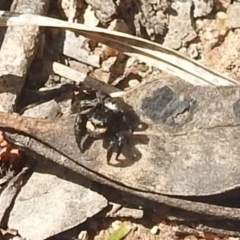 Salticidae sp. 'Golden palps' at Stromlo, ACT - 3 Oct 2022 01:04 PM