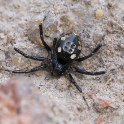 Euryopis splendens (Splendid tick spider) at Namadgi National Park - 3 Oct 2022 by patrickcox