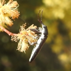 Rhinotia sp. (genus) (Unidentified Rhinotia weevil) at Stromlo, ACT - 3 Oct 2022 by HelenCross