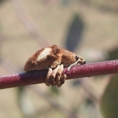 Gonipterus pulverulentus (Eucalyptus weevil) at Bullen Range - 3 Oct 2022 by HelenCross