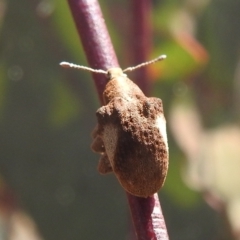 Gonipterus pulverulentus at Stromlo, ACT - 3 Oct 2022