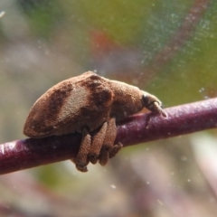 Gonipterus pulverulentus at Stromlo, ACT - 3 Oct 2022