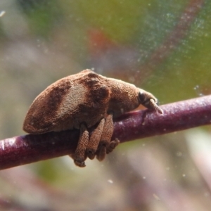 Gonipterus pulverulentus at Stromlo, ACT - 3 Oct 2022