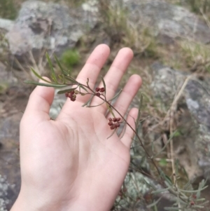 Dodonaea viscosa at Bungendore, NSW - 3 Oct 2022