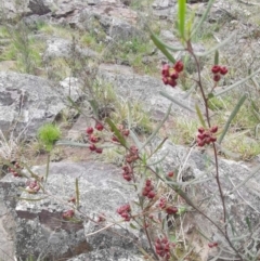 Dodonaea viscosa at Bungendore, NSW - suppressed