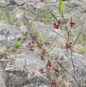 Dodonaea viscosa at Bungendore, NSW - suppressed