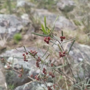 Dodonaea viscosa at Bungendore, NSW - 3 Oct 2022