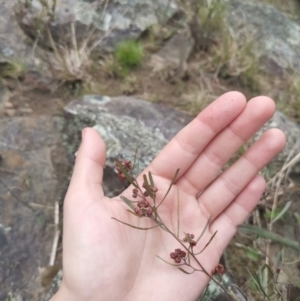 Dodonaea viscosa at Bungendore, NSW - suppressed