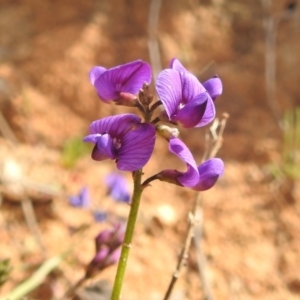 Swainsona monticola at Stromlo, ACT - 3 Oct 2022 02:04 PM