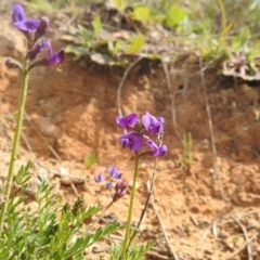 Swainsona monticola at Stromlo, ACT - 3 Oct 2022 02:04 PM