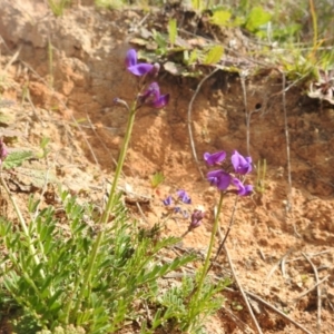 Swainsona monticola at Stromlo, ACT - 3 Oct 2022 02:04 PM