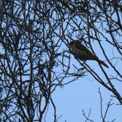 Ptilotula ornata (Yellow-plumed Honeyeater) at Hattah, VIC - 1 Oct 2022 by Liam.m