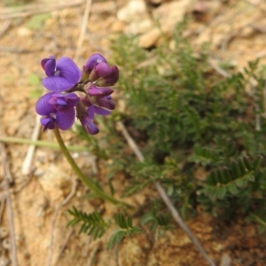 Swainsona monticola at Stromlo, ACT - 3 Oct 2022 02:16 PM