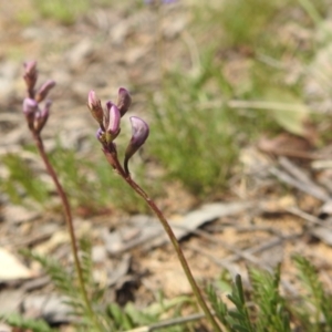 Swainsona monticola at Stromlo, ACT - 3 Oct 2022 02:16 PM