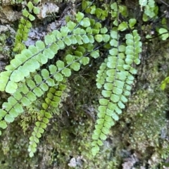 Asplenium trichomanes (Common Spleenwort) at Berlang, NSW - 25 Sep 2022 by Ned_Johnston