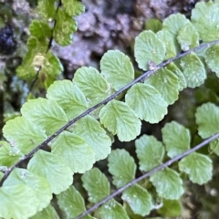 Asplenium trichomanes at Berlang, NSW - 25 Sep 2022