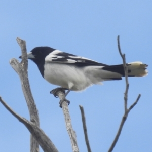 Cracticus nigrogularis at Stromlo, ACT - 3 Oct 2022