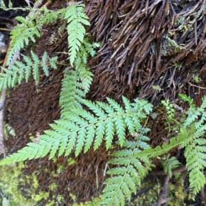 Dicksonia antarctica at Berlang, NSW - suppressed