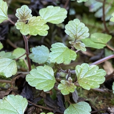 Australina pusilla subsp. muelleri (Small Shade Nettle) at Berlang, NSW - 3 Oct 2022 by NedJohnston