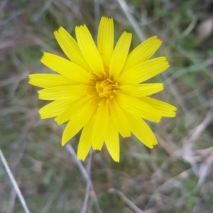 Microseris walteri at Throsby, ACT - 3 Oct 2022