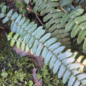 Pellaea falcata at Berlang, NSW - 3 Oct 2022