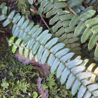 Pellaea nana (Dwarf Sickle Fern) at Berlang, NSW - 3 Oct 2022 by NedJohnston