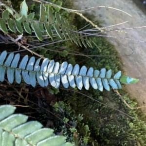 Pellaea falcata at Berlang, NSW - 3 Oct 2022