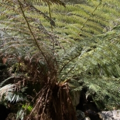 Cyathea australis subsp. australis (Rough Tree Fern) at Deua National Park (CNM area) - 25 Sep 2022 by Ned_Johnston