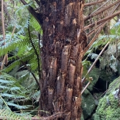 Cyathea australis subsp. australis at Berlang, NSW - 25 Sep 2022