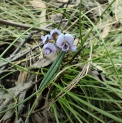 Hovea heterophylla (Common Hovea) at Tidbinbilla Nature Reserve - 3 Oct 2022 by KateU