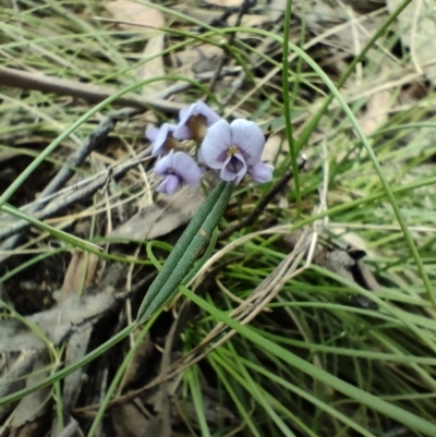 Hovea heterophylla (Common Hovea) at Paddys River, ACT - 3 Oct 2022 by KateU