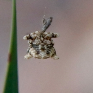 Celaenia atkinsoni at Deakin, ACT - 3 Oct 2022 05:37 PM