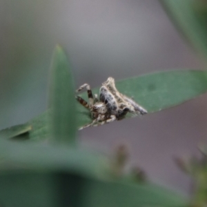 Celaenia atkinsoni at Deakin, ACT - 3 Oct 2022 05:37 PM