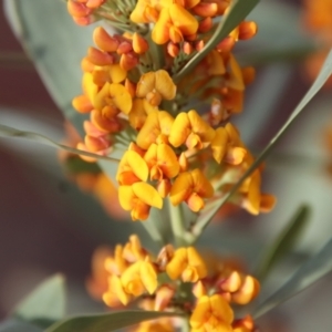 Daviesia mimosoides subsp. mimosoides at Hughes, ACT - 3 Oct 2022 05:47 PM