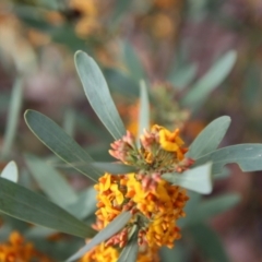 Daviesia mimosoides subsp. mimosoides at Hughes, ACT - 3 Oct 2022 05:47 PM