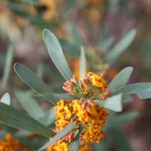 Daviesia mimosoides subsp. mimosoides at Hughes, ACT - 3 Oct 2022