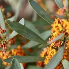 Daviesia mimosoides subsp. mimosoides at Hughes, ACT - 3 Oct 2022