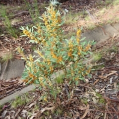 Daviesia mimosoides subsp. mimosoides at Hughes, ACT - 3 Oct 2022 05:47 PM