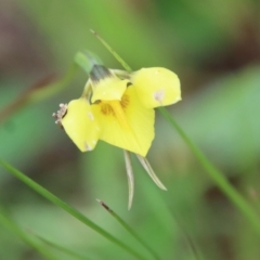 Diuris chryseopsis (Golden Moth) at Federal Golf Course - 3 Oct 2022 by LisaH