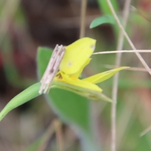 Diuris chryseopsis at Red Hill, ACT - 3 Oct 2022