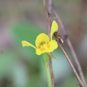 Diuris chryseopsis at Red Hill, ACT - 3 Oct 2022