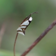 Ocystola paulinella (A Concealer Moth) at Deakin, ACT - 3 Oct 2022 by LisaH