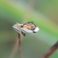 Ocystola paulinella at Deakin, ACT - 3 Oct 2022 04:07 PM