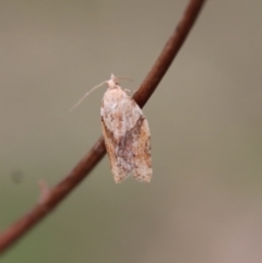 Epiphyas postvittana (Light Brown Apple Moth) at Deakin, ACT - 3 Oct 2022 by LisaH