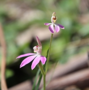 Caladenia carnea at Hughes, ACT - suppressed