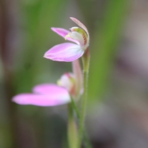 Caladenia carnea at Hughes, ACT - suppressed